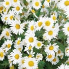 Miniatura fototapety Stokrotki w naturalnym świetle