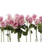 Miniatura fototapety Różowe róże na białym tle