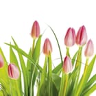 Miniatura fototapety Różowe Tulipany na Białym Tle