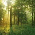 Miniatura fototapety Las o świcie z promieniami słońca