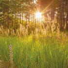 Miniatura fototapety Las o świcie z promieniami słońca