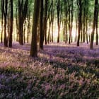 Miniatura fototapety Las pełen fioletowych kwiatów