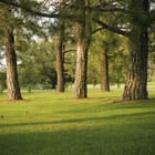Miniatura fototapety Las o świcie wśród drzew