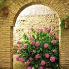 Miniatura fototapety Krzew Hortensji pod Łukiem