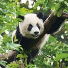 Miniatura fototapety Panda wśród zieleni dżungli