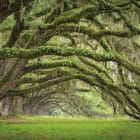 Miniatura fototapety Leśne gęstwiny z mchem