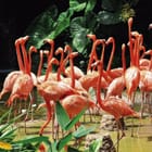 Miniatura fototapety Flamingi w słonecznej wodzie