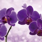 Miniatura fototapety Fioletowe Orchidee na Gałązce