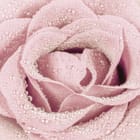 Miniatura fototapety Różowy kwiat róży z kroplami