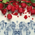 Miniatura fototapety Czerwone róże z diamentami