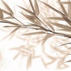 Miniatura fototapety Bambusowe liście na jasnym tle