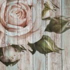 Miniatura fototapety Róża na drewnianym tle