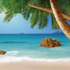 Miniatura fototapety Plaża z palmami i oceanem