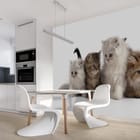 Miniatura fototapety Cztery małe koty na białym tle we wnętrzu kuchni