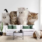 Miniatura fototapety Cztery małe koty na białym tle we wnętrzu salonu