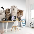 Miniatura fototapety Cztery małe koty na białym tle we wnętrzu biura
