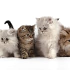 Miniatura fototapety Cztery małe koty na białym tle