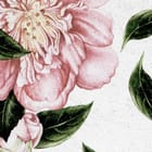 Miniatura fototapety Różowe Kwiaty na Białym Tle fragment #1