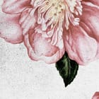 Miniatura fototapety Różowe Kwiaty na Białym Tle fragment #2