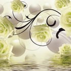 Miniatura fototapety Białe róże na abstrakcyjnym tle