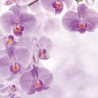 Miniatura fototapety Fioletowe orchidee z kroplami wody