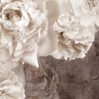 Miniatura fototapety Białe Piwonie na Ciemnym Tle fragment #1