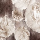 Miniatura fototapety Białe Piwonie na Ciemnym Tle fragment #2