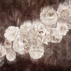 Miniatura fototapety Białe Piwonie na Ciemnym Tle