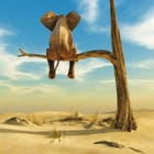 Miniatura fototapety Słoń na gałęzi w pustynnym krajobrazie