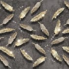 Miniatura fototapety Złote pióra na ciemnym tle