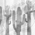 Miniatura fototapety Sylwetki Kaktusów na Teksturze