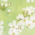 Miniatura fototapety Białe kwiaty na zielonym tle fragment #1