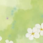 Miniatura fototapety Białe kwiaty na zielonym tle fragment #2