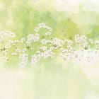 Miniatura fototapety Białe kwiaty na zielonym tle