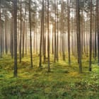 Miniatura fototapety Las o świcie w sosnowym zagajniku