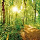 Miniatura fototapety Las o świcie z promieniami słońca