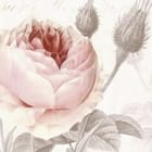 Miniatura fototapety Różowe róże na jasnym tle fragment #1