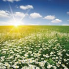 Miniatura fototapety Pole kwiatów rumianku