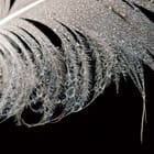 Miniatura fototapety Pióro z kroplami wody