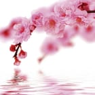 Miniatura fototapety Sakura z różowymi kwiatami