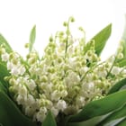 Miniatura fototapety Bukiet konwalii z liśćmi