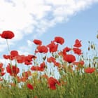 Miniatura fototapety Pole czerwonych maków na łące