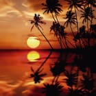 Miniatura fototapety Palmy o zachodzie słońca