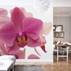 Miniatura fototapety Różowy kwiat orchidei na białym tle we wnętrzu salonu