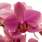 Miniatura fototapety Różowy kwiat orchidei na białym tle