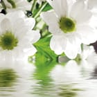 Miniatura fototapety Stokrotki z kroplami wody