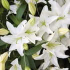 Miniatura fototapety Białe Lilie na Ciemnym Tle