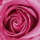 Miniatura fototapety Róże w Delikatnych Odcieniach