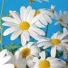 Miniatura fototapety Białe stokrotki na błękicie