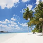 Miniatura fototapety Plaża z palmami i oceanem